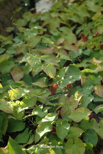 Elfenblume – Epimedium perralchicum ´Frohnleiten`